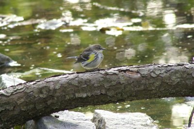 Yellow-Rumped Warbler
