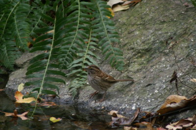 White-throated Sparrow