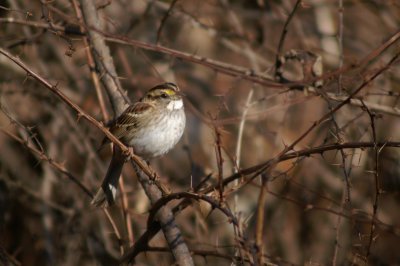 White-throated Sparrow