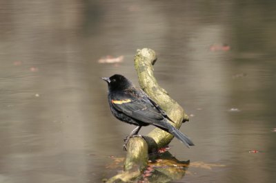 Red-winged Blackbird