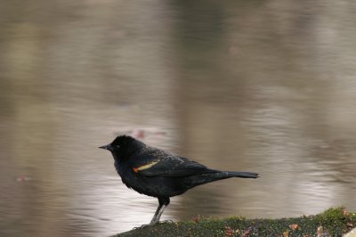 Red-winged Blackbird