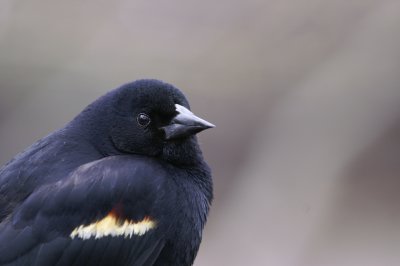 Red-winged Blackbird