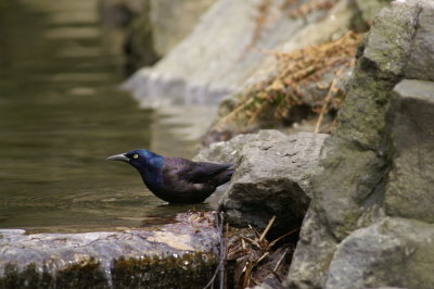 Common Grackle
