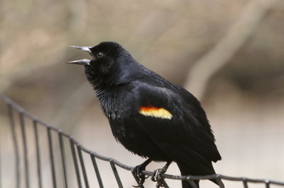Red-winged Blackbird