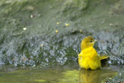 Warbler