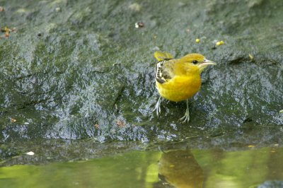 Bay-breasted Warbler