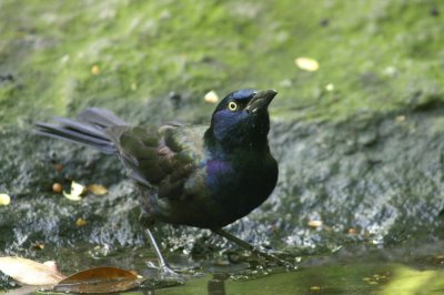Common Grackle