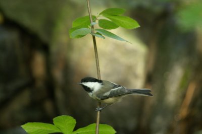 chickadees_titmice_nuthatches