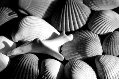 Shells And Shadows