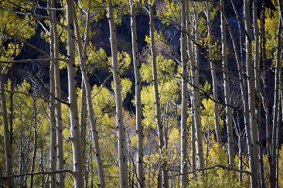 Curtin Of Aspens