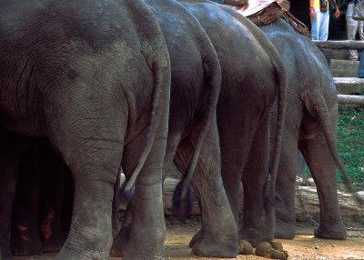  Denial - Mae Sa Elephant Camp