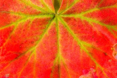 Zonal Geranium