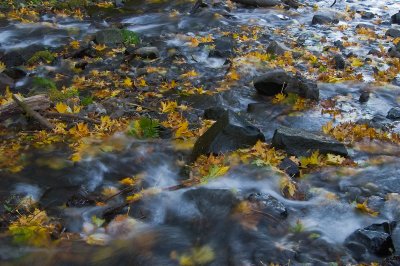 Leaves in a Stream