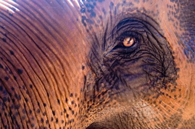 The Elephant's Eye I