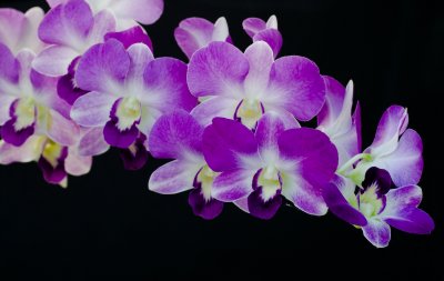 Orchid IX