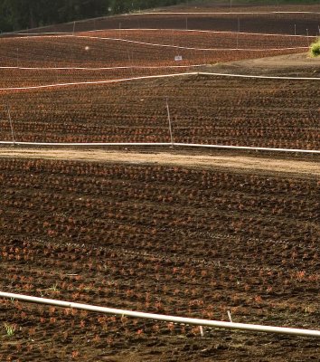 Irrigation, Sauvie Island, Oregon