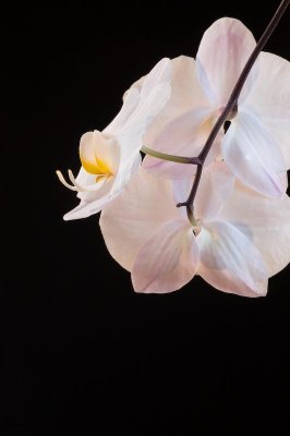 Orchid I