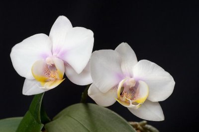 Orchid II