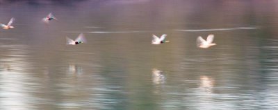 Ducks, Clackamette Park, Oregon