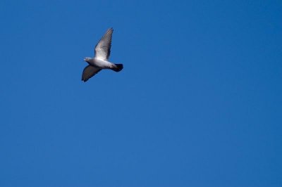 Rock Dove, Clackamette Park, Oregon