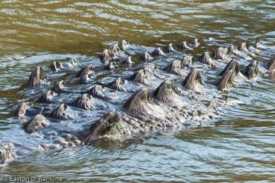 Crocodile - Black River
