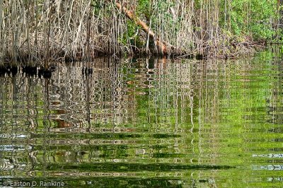 Mangrove Reflected II, Black River