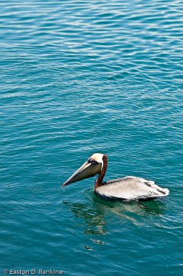 Brown Pelican I