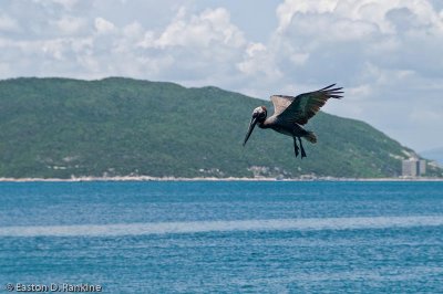 Brown Pelican IV