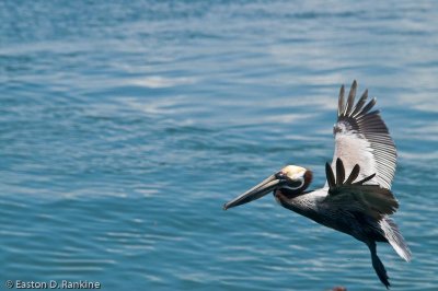 Brown Pelican V, Port Royal