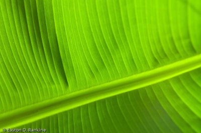 Banana Frond, Kingston 19