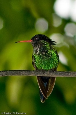 Juvenile Streamertail Humming Bird, Kingston 19