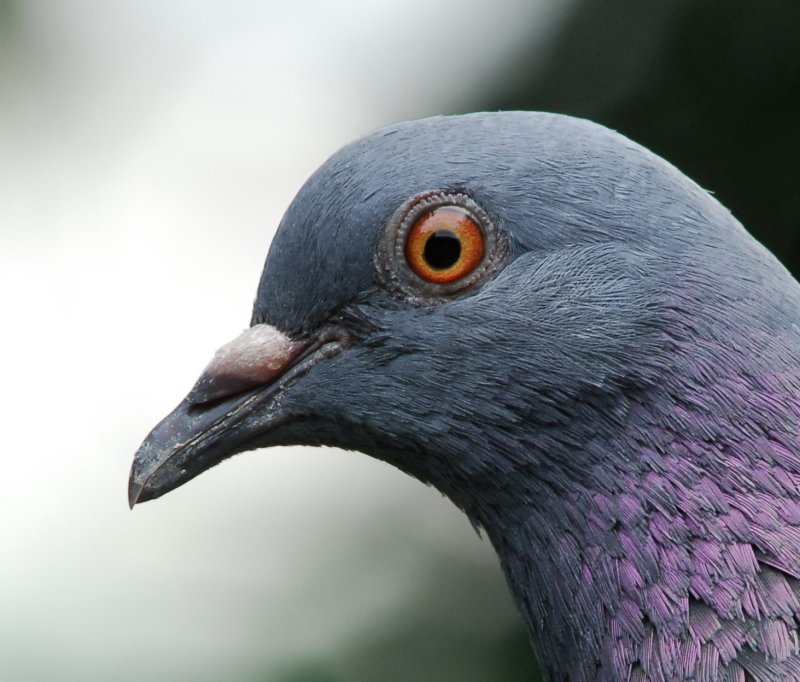 pigeon portrait