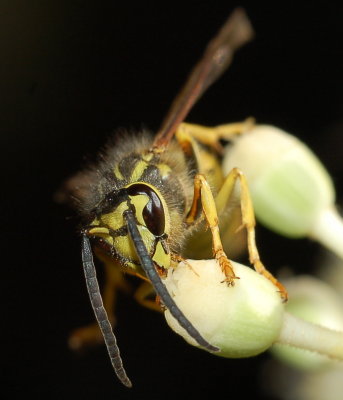 warning close enough (southern yellow jacket )