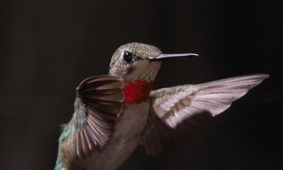ruby throat humming bird