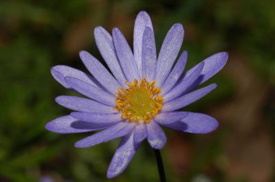 Aster of some sort?