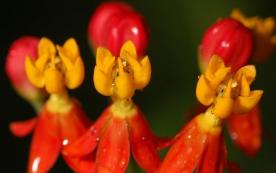 milkweed