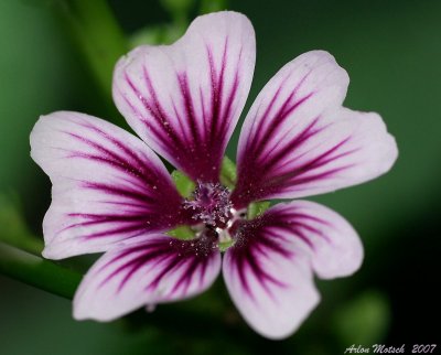 unknown wild flower