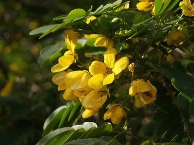 Last flower shot...aloha!