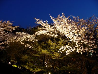 清水寺夜櫻