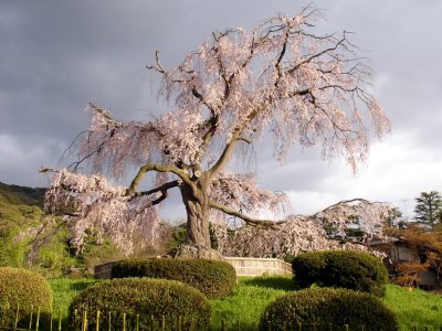 円山公園 - 衹園枝垂櫻(70年)