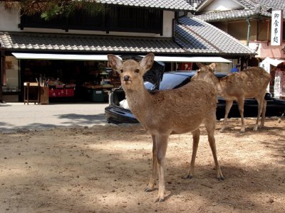 Nara 奈良