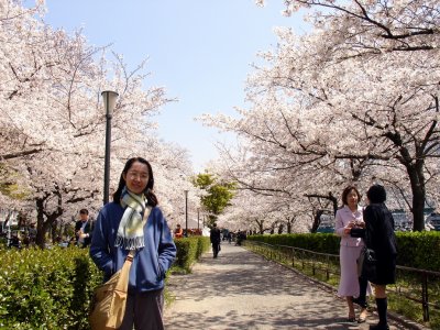 種滿櫻花樹的行人道