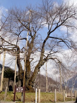 莊川櫻