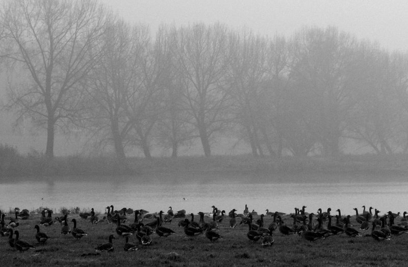 wild geese.jpg