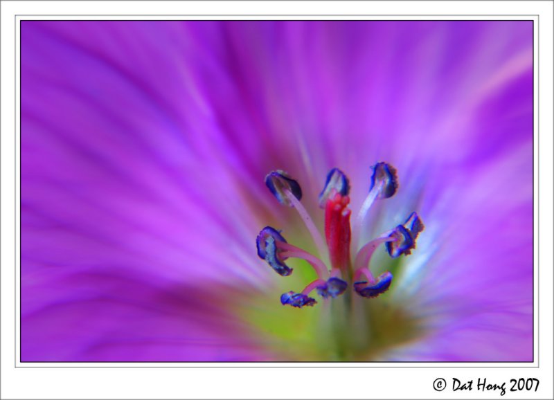 Geranium