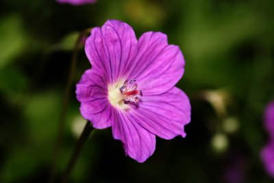 Geranium