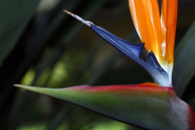 Bird of Paradise