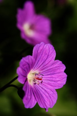 Geranium