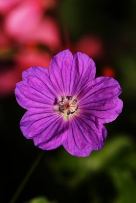 Geranium