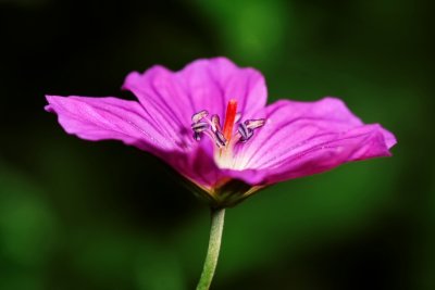 Geranium